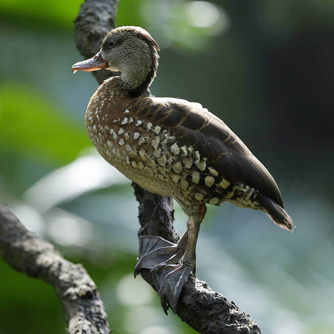 Spotted whistling duck