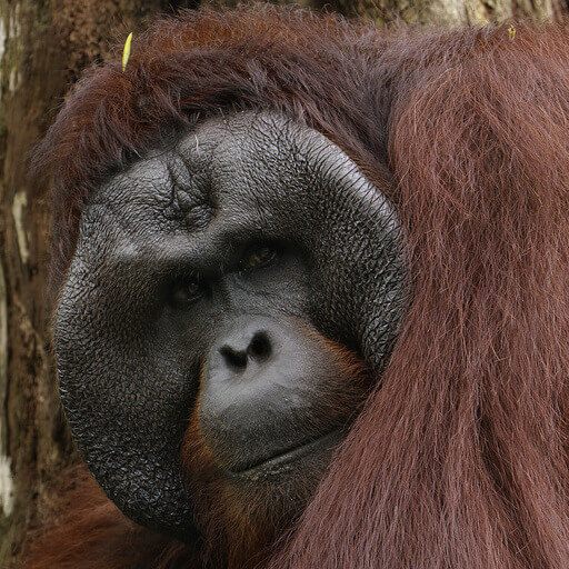Sumatran orangutan