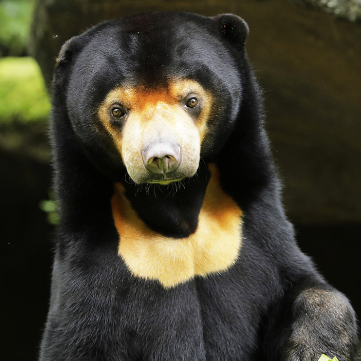 Sun Bear