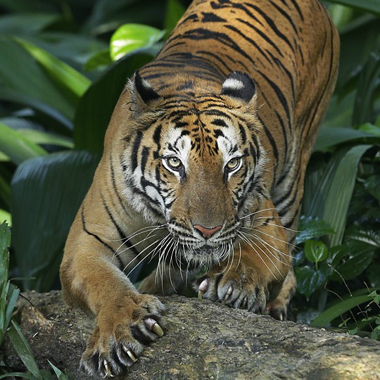 Malayan tiger