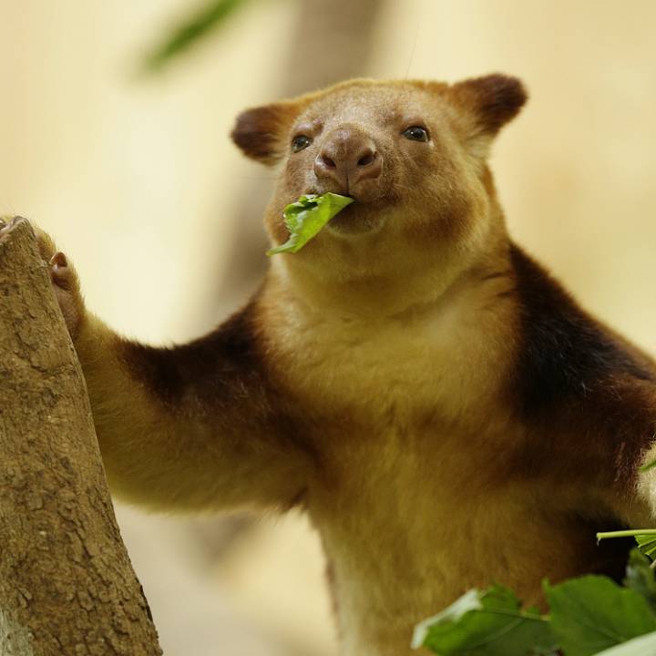 Tree kangaroo