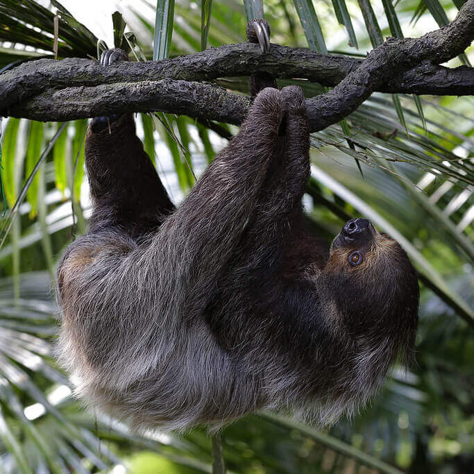 Two-toed sloth