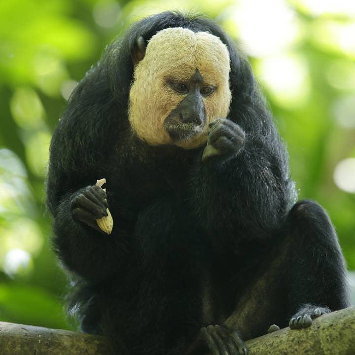 White-faced saki monkey