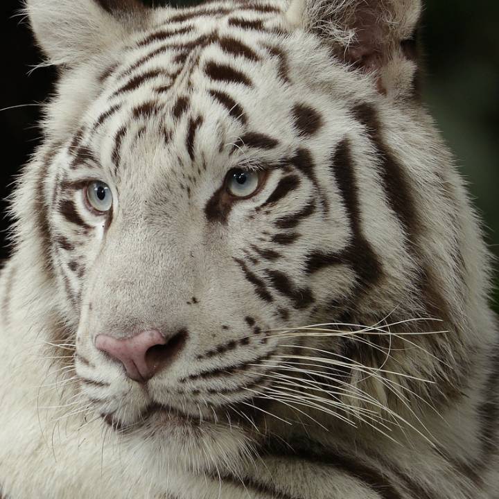 White tiger
