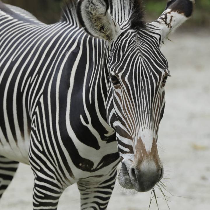 Zebra