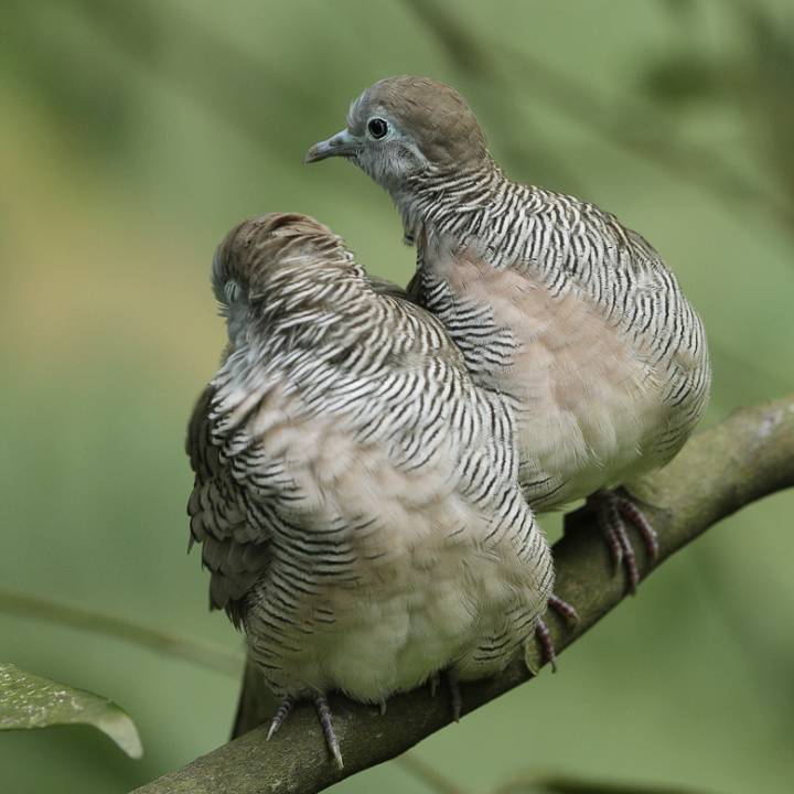 Zebra dove