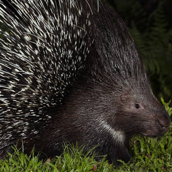 Indian crested porcupine