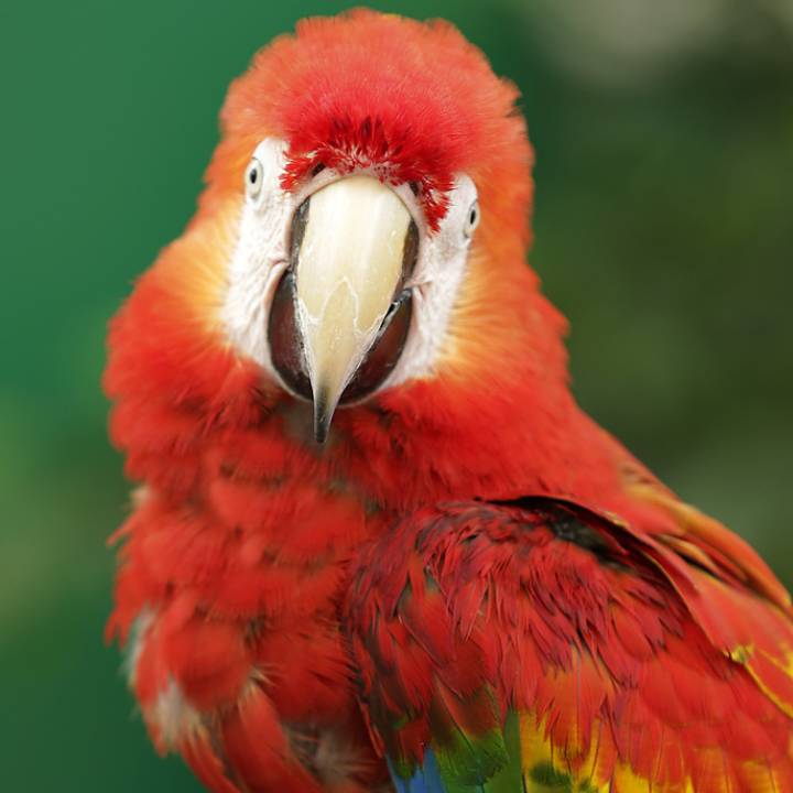 Macaw