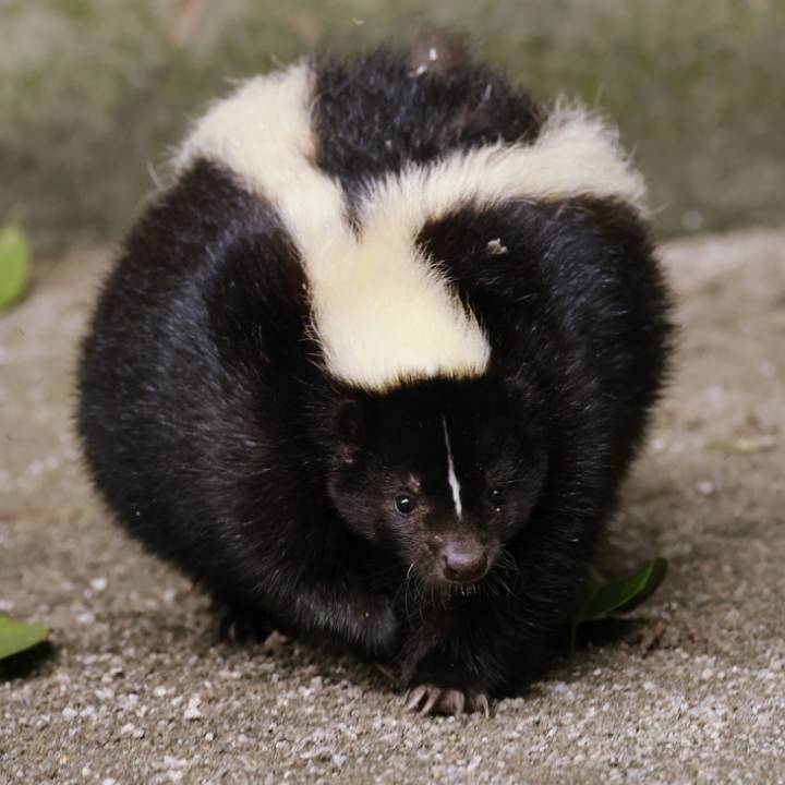 Skunk