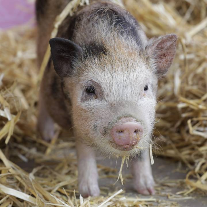 Mini pig