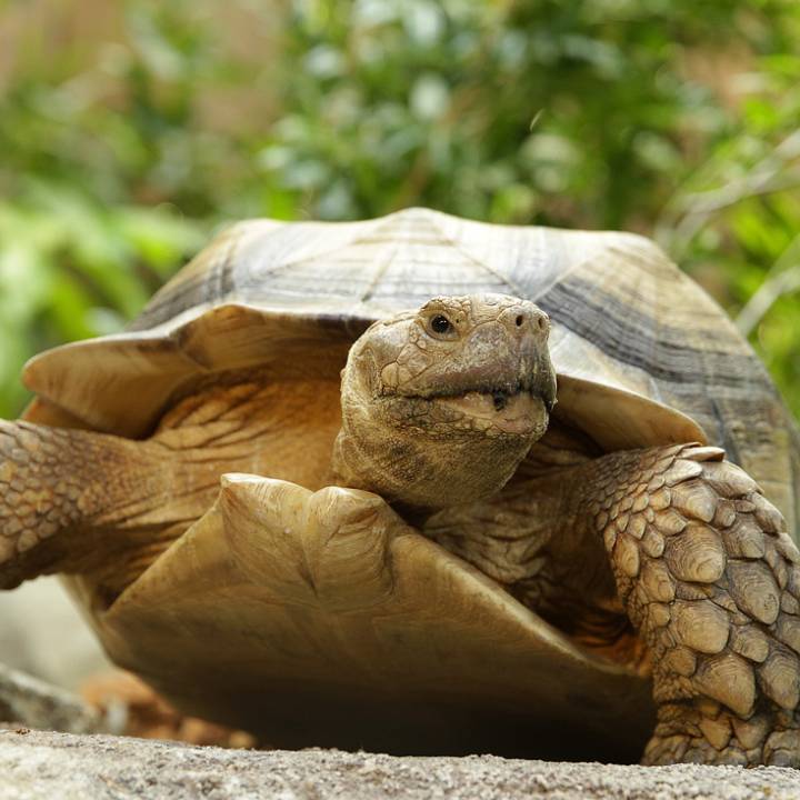Sulcata tortoise