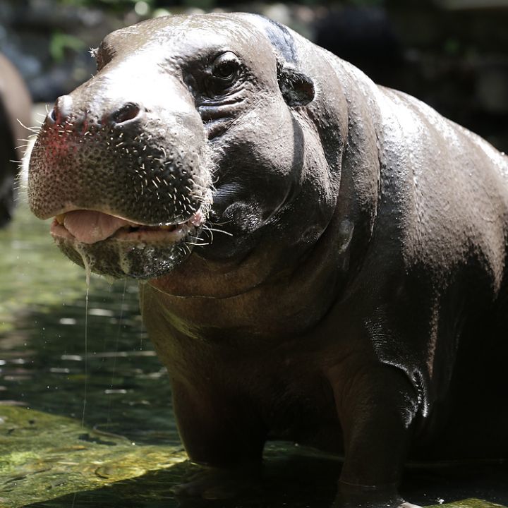 Pygmy hippo
