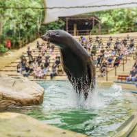 スプラッシュ・サファリ・ショー