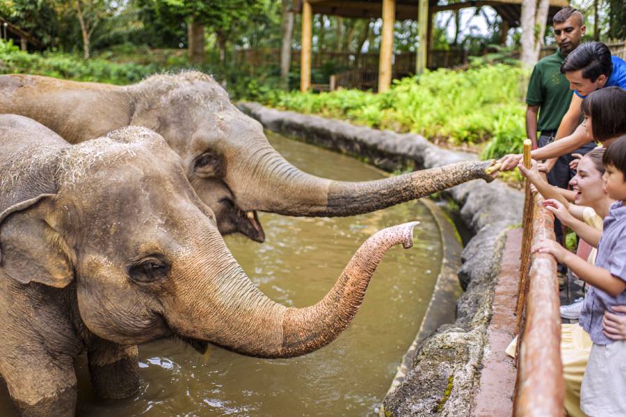 /content/dam/mandai/singapore-zoo/things-to-do/animal-feeding-elephant-listing-900x600.jpg