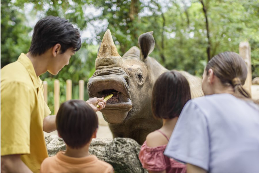 White rhino feeding experience
