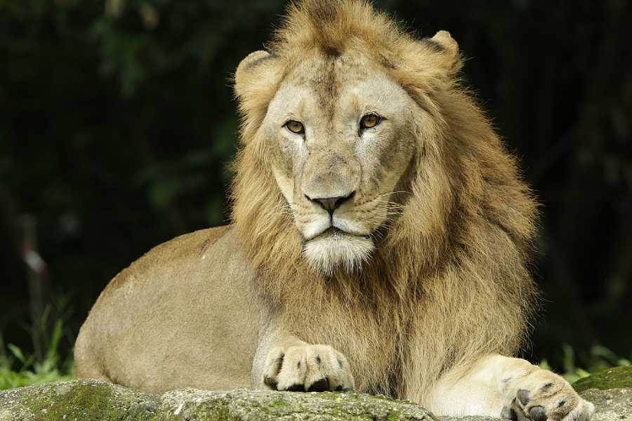 Image of Lion