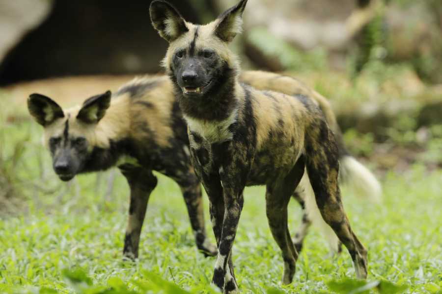 /content/dam/mandai/singapore-zoo/things-to-do/keeper-talks/african-painted-dog-keeper-talk.jpg