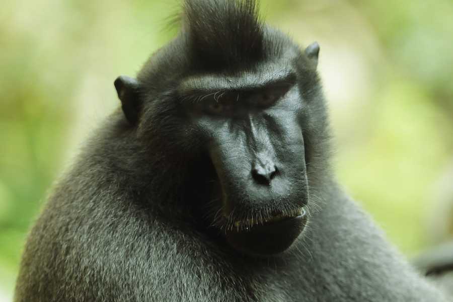 /content/dam/mandai/singapore-zoo/things-to-do/keeper-talks/celebes-crested-macaque-keeper-talk.jpg