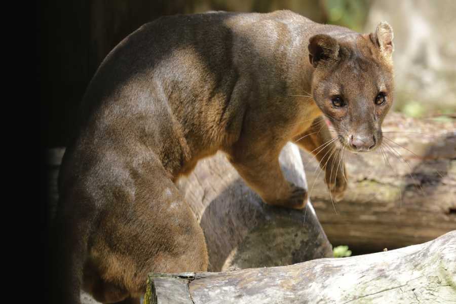 /content/dam/mandai/singapore-zoo/things-to-do/keeper-talks/fossa-keeper-talk.jpg