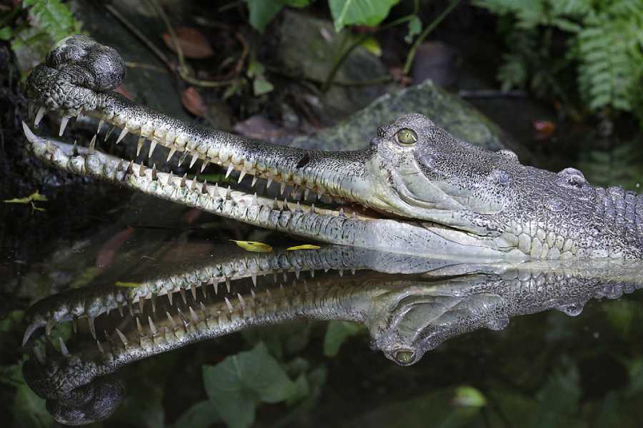 /content/dam/mandai/singapore-zoo/things-to-do/keeper-talks/indian-gharial-keeper-talk.jpg