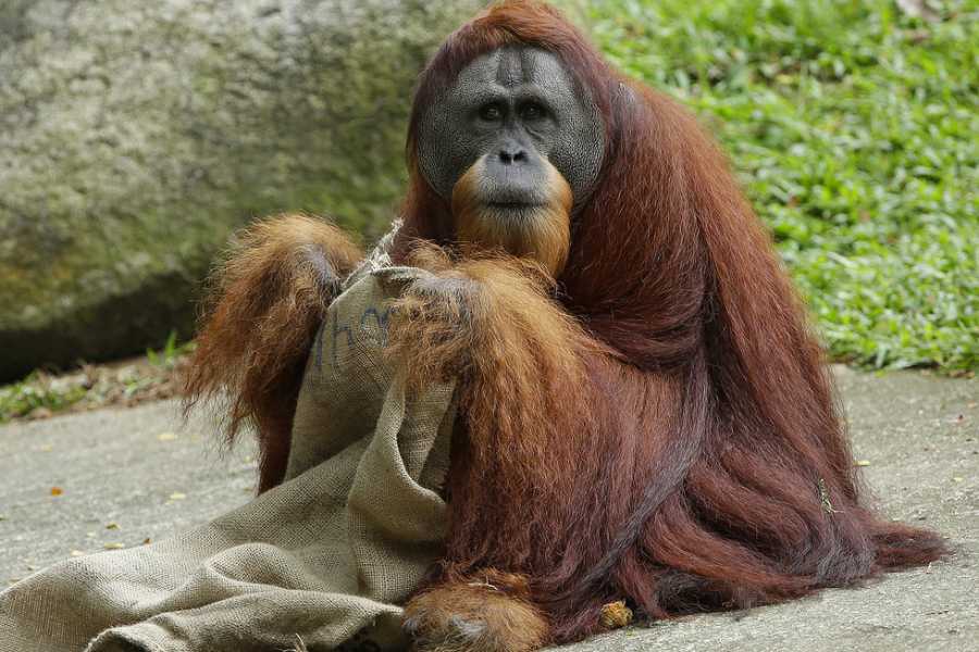 /content/dam/mandai/singapore-zoo/things-to-do/keeper-talks/orangutan-keeper-talk.jpg