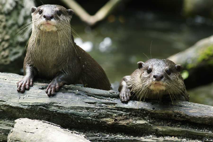 /content/dam/mandai/singapore-zoo/things-to-do/keeper-talks/otter-feeding-interaction.jpg