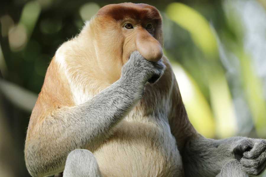 /content/dam/mandai/singapore-zoo/things-to-do/keeper-talks/proboscis-monkey-keeper-talk.jpg