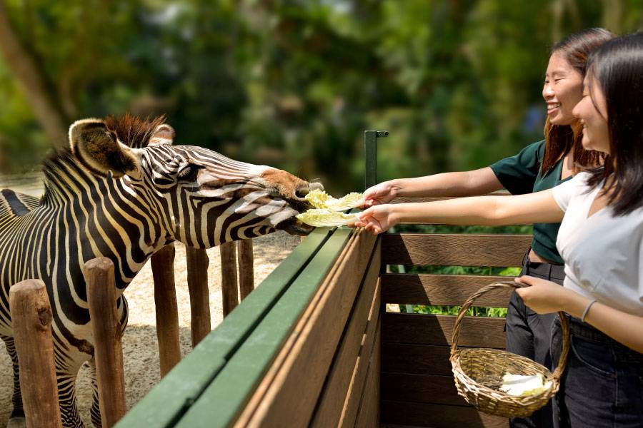 /content/dam/mandai/singapore-zoo/things-to-do/zebra-feeding-900x600.jpg