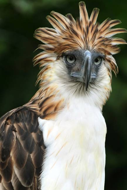 Philippine eagle