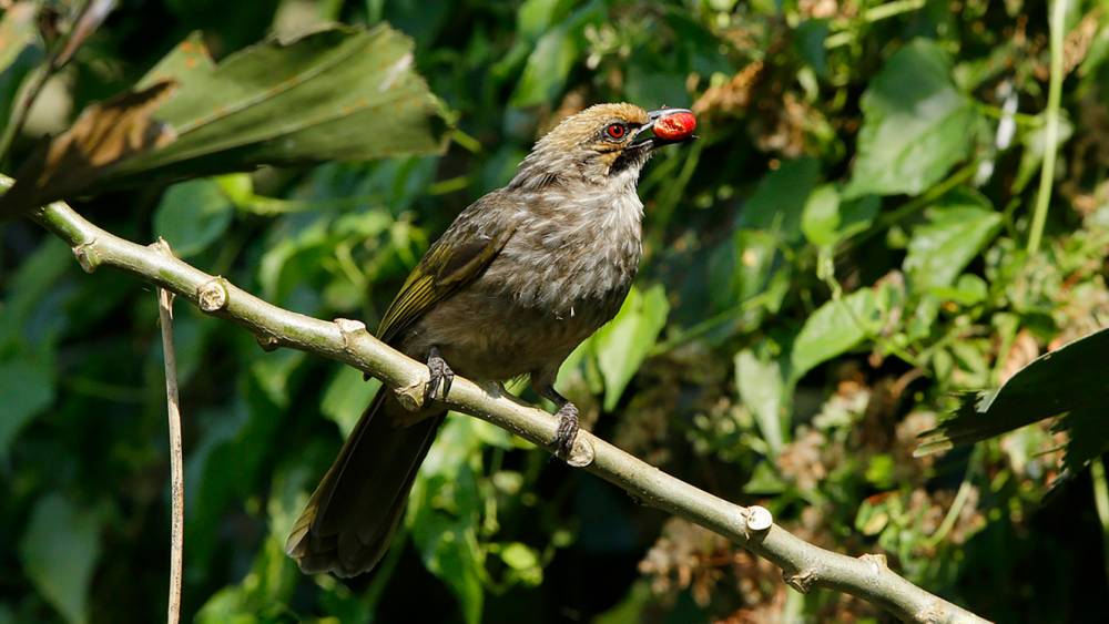  Straw-headed bulbul with berry in beak