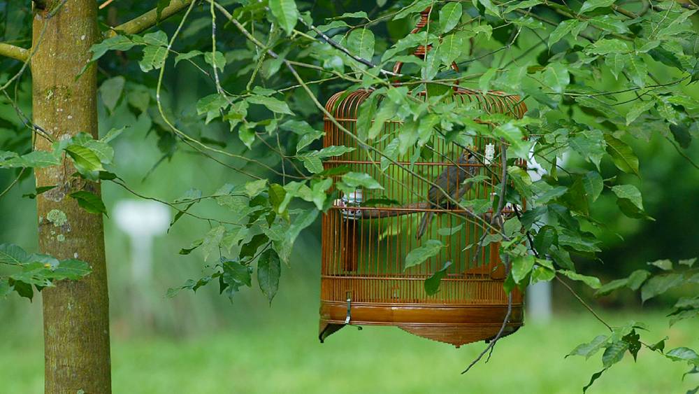 Straw-headed bulbul in a cage