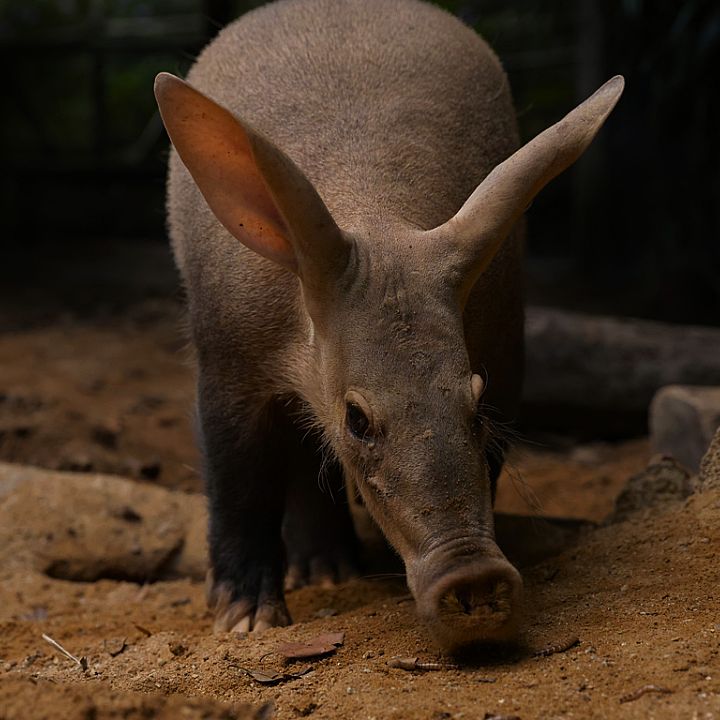 Aardvark