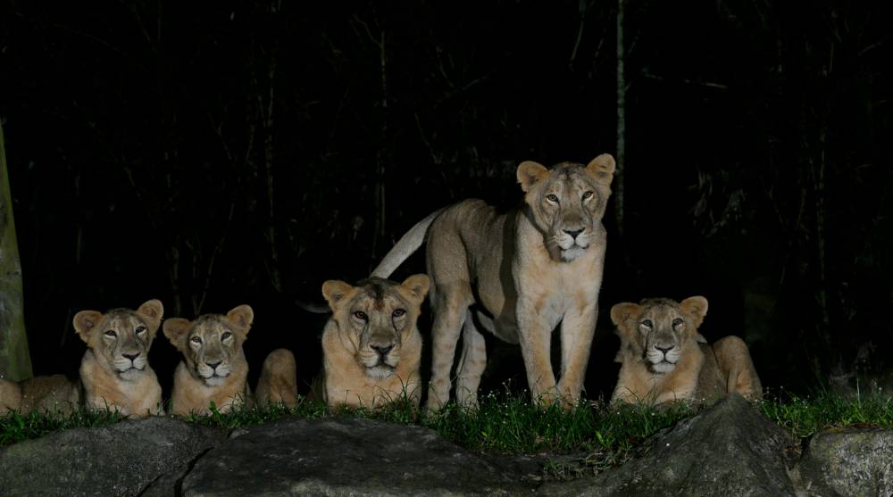 Pride of Asiatic lions
