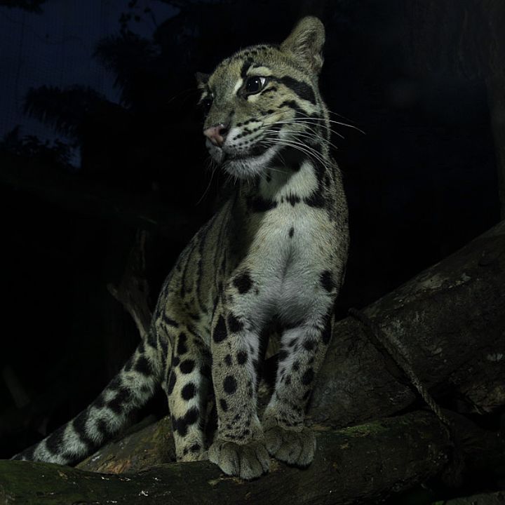 Clouded leopard