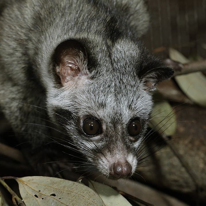 Common palm civet