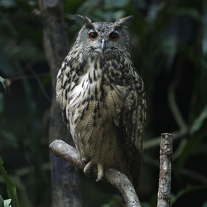Eagle owl