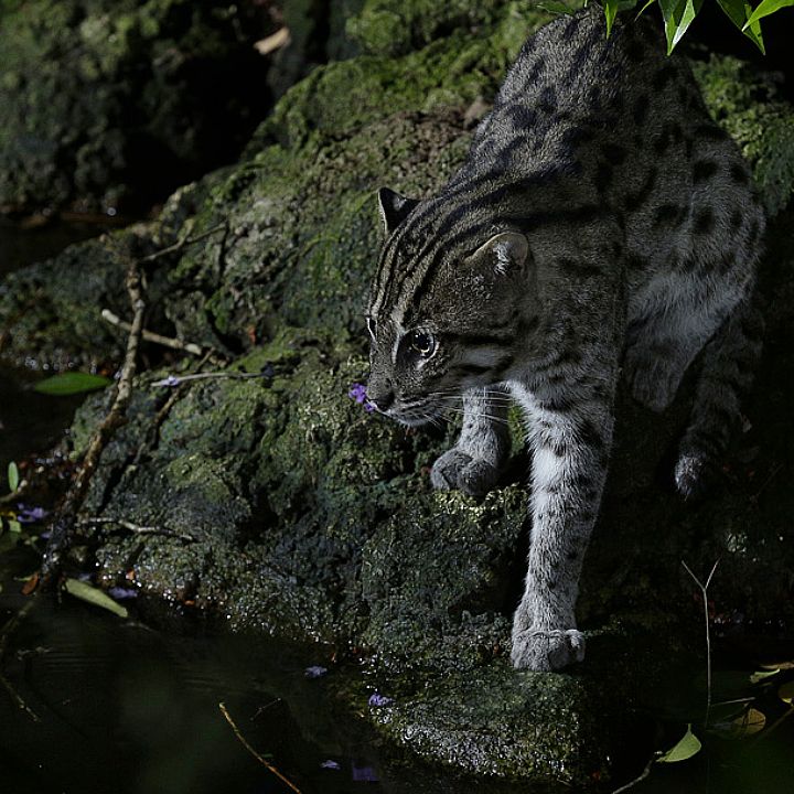 Fishing cat