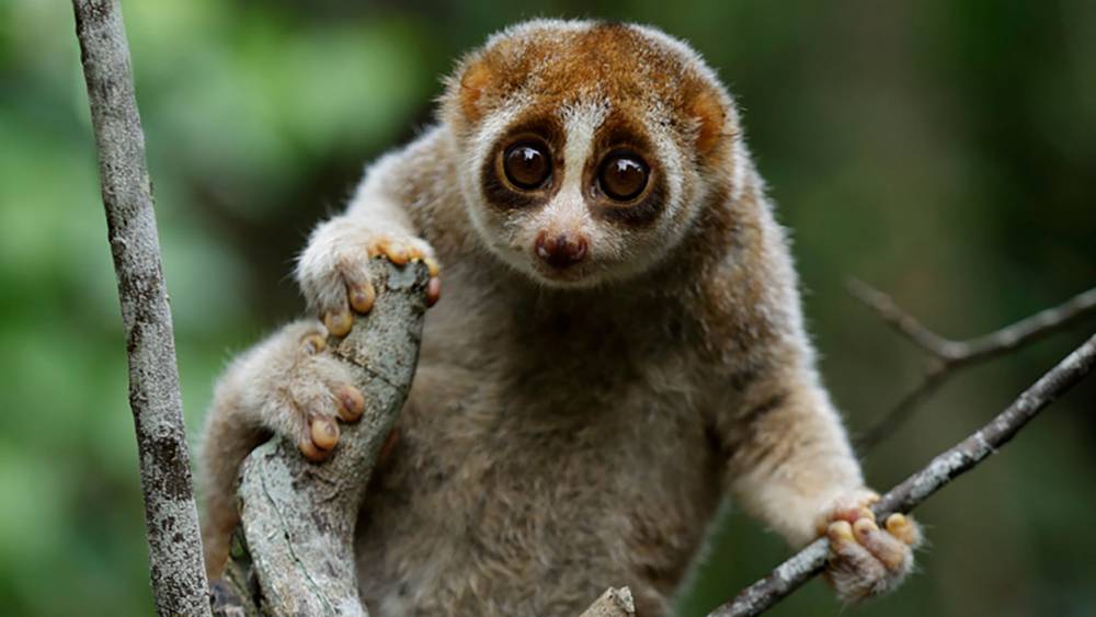 Javan slow loris