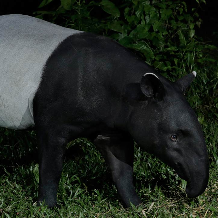 Malayan Tapir