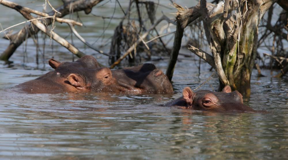 Water dwellers by day