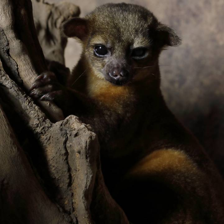 Kinkajou