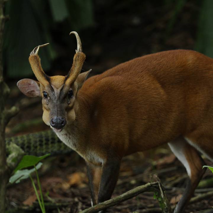 Barking deer