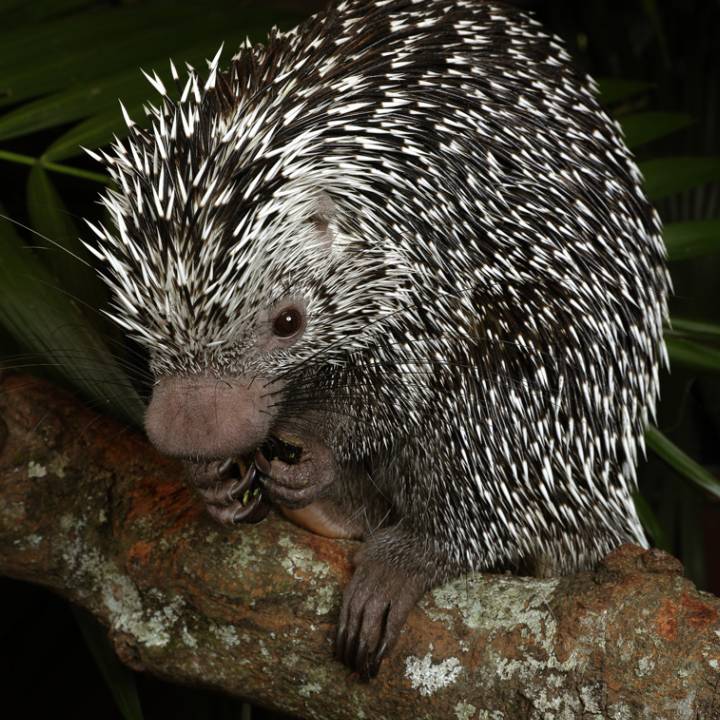 Brazilian porcupine