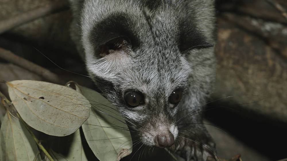 Civet in the tree