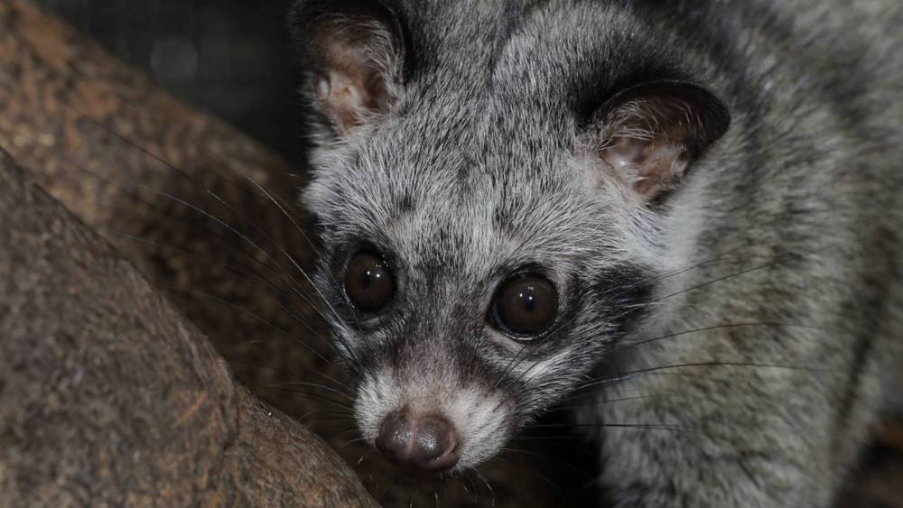 Common palm civet on a branch