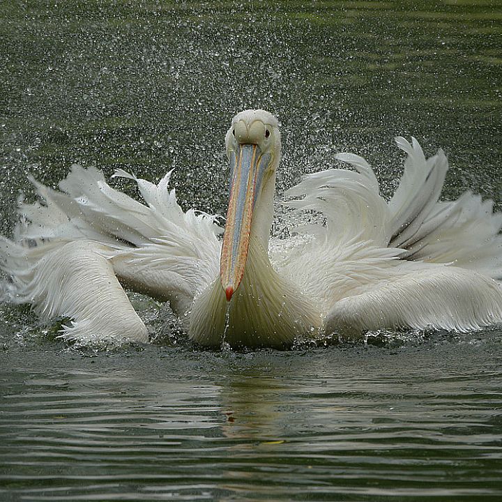 Eastern white pelican