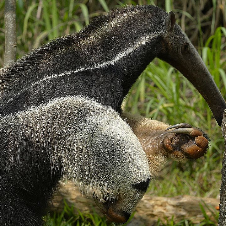 Giant anteater