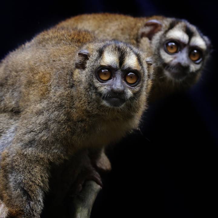 Grey-handed night monkey