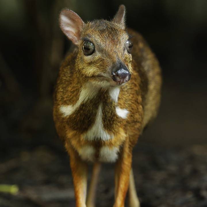 Lesser mousedeer