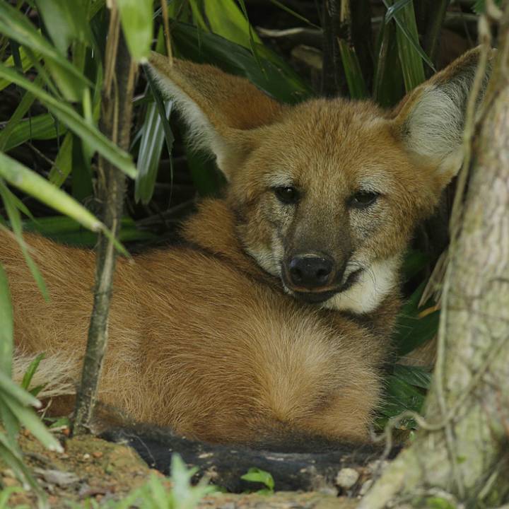 Maned wolf